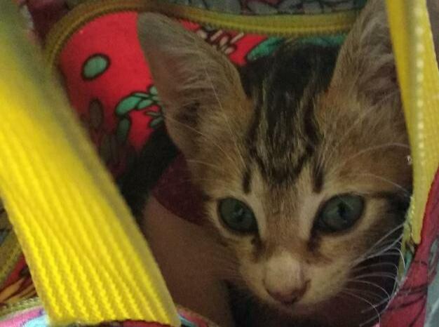 Coreng, Seekor Kucing yang Cuma Mau Makan Ikan Mateng