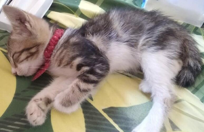 Coreng, Seekor Kucing yang Cuma Mau Makan Ikan Mateng
