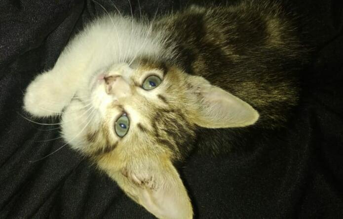 Coreng, Seekor Kucing yang Cuma Mau Makan Ikan Mateng