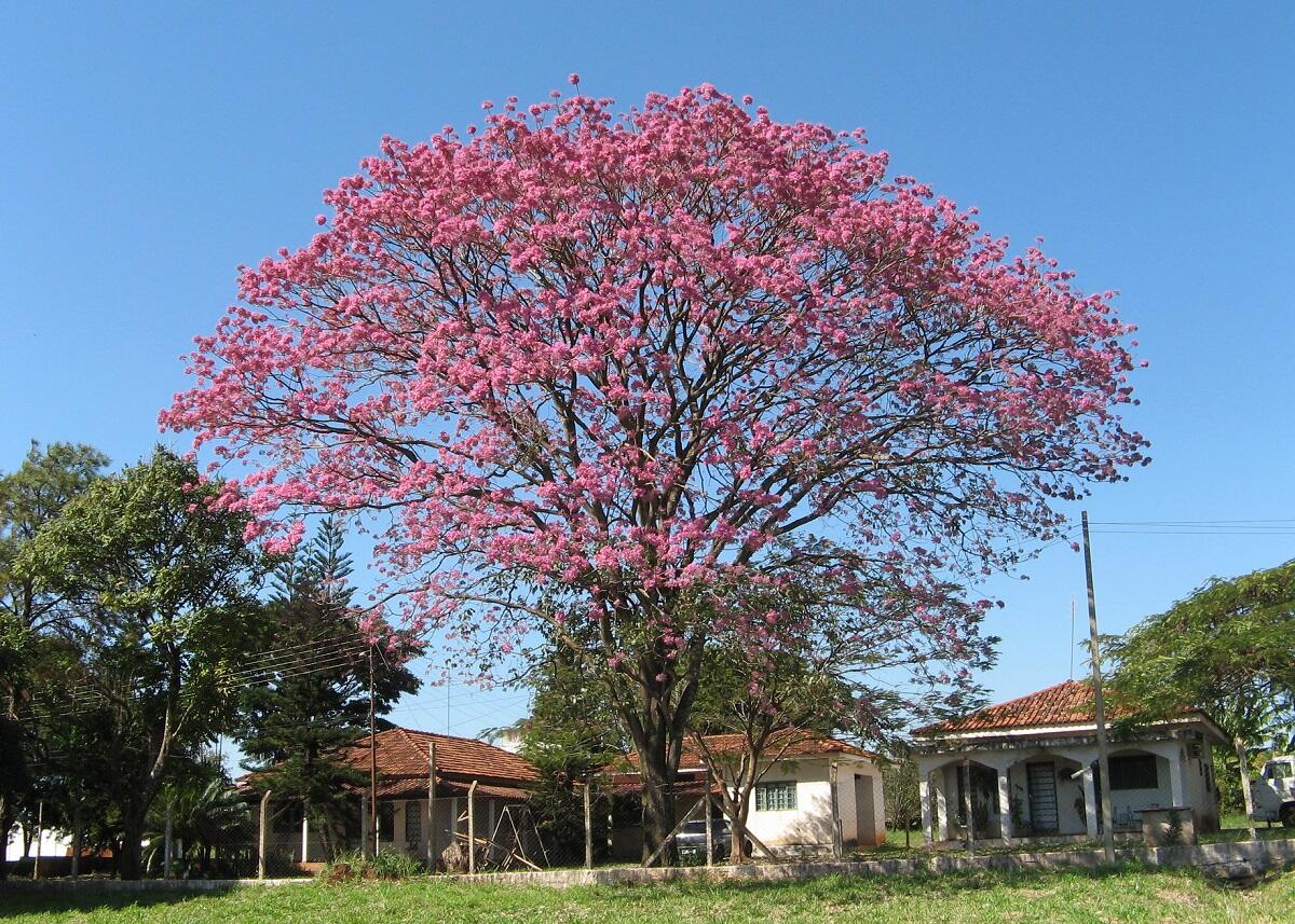 6 Pohon Berbunga Eksotis Sebagai Alternatif Sakura Jepang