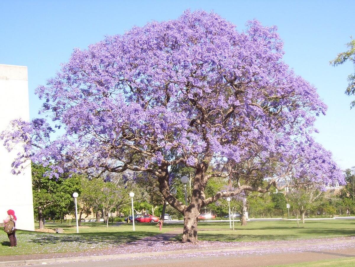 6 Pohon Berbunga Eksotis Sebagai Alternatif Sakura Jepang