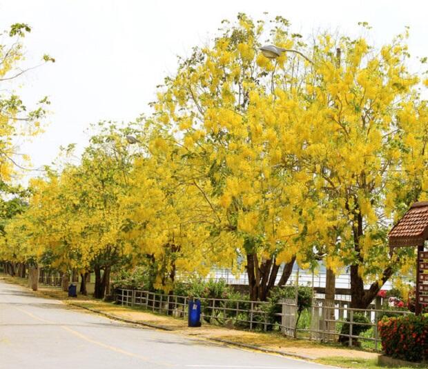 6 Pohon Berbunga Eksotis Sebagai Alternatif Sakura Jepang