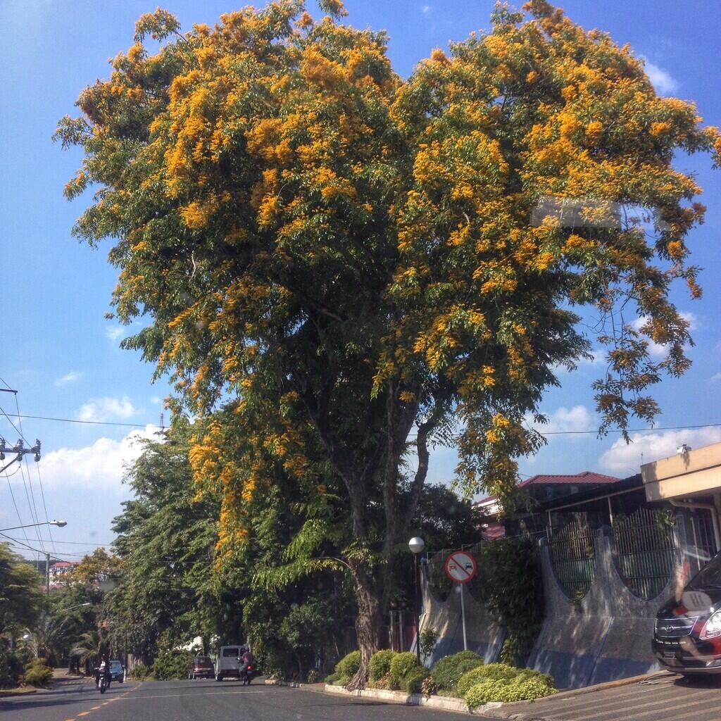 6 Pohon Berbunga Eksotis Sebagai Alternatif Sakura Jepang