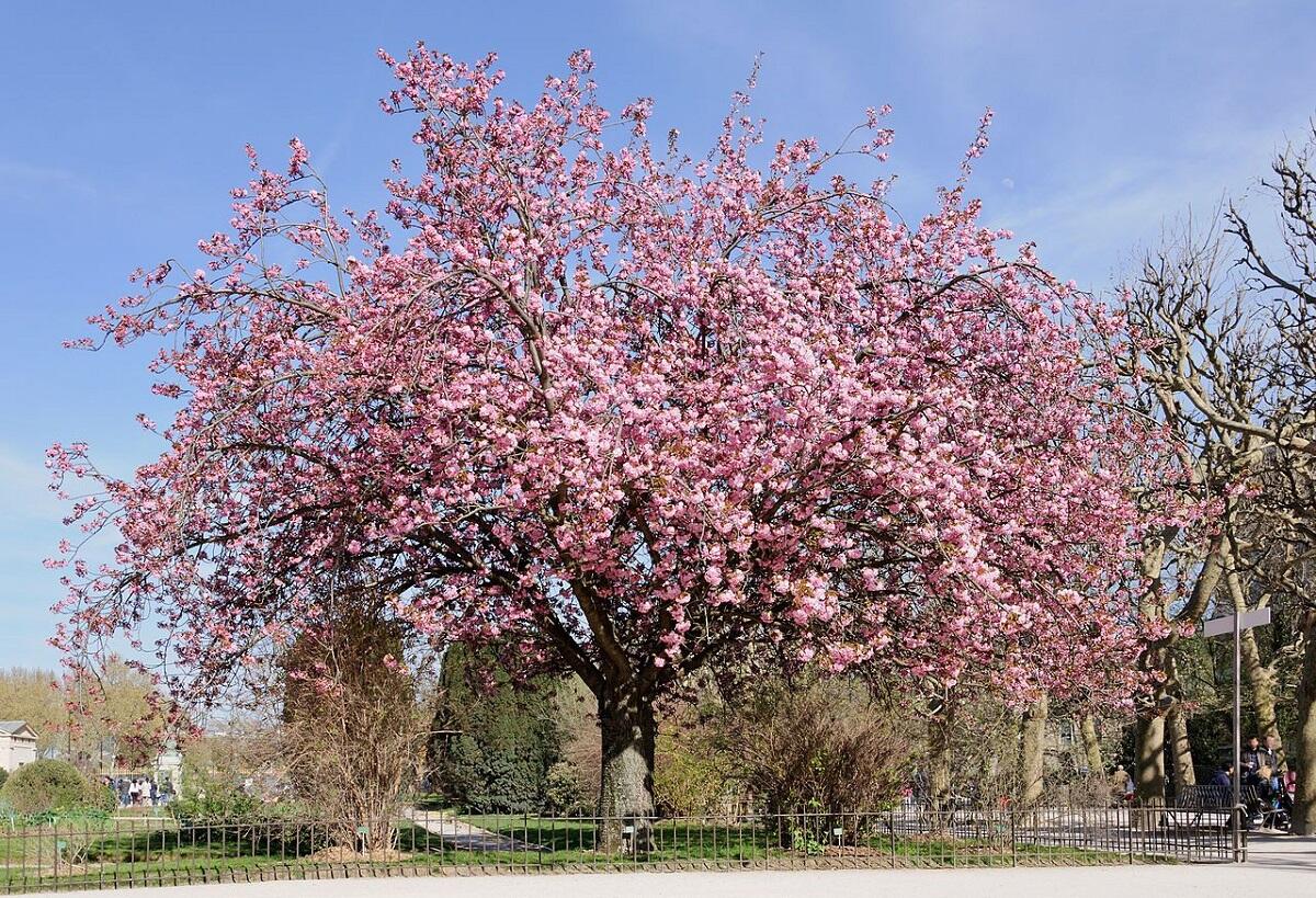 6 Pohon Berbunga Eksotis Sebagai Alternatif Sakura Jepang