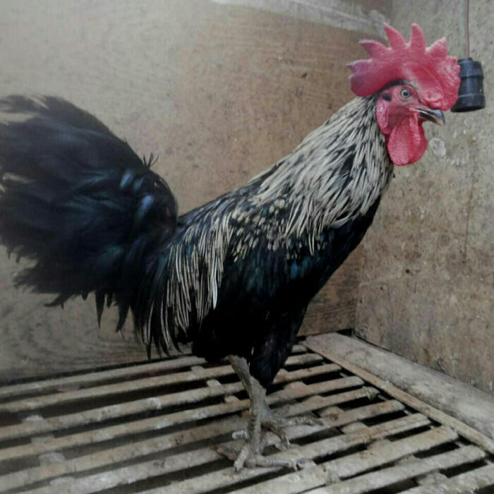 Jangan Main-Main Harus Hati-Hati Pelihara Ayam Di Desa