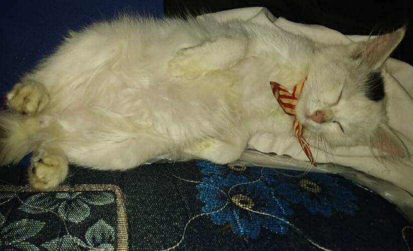 Serunya Merawat Si Mimus