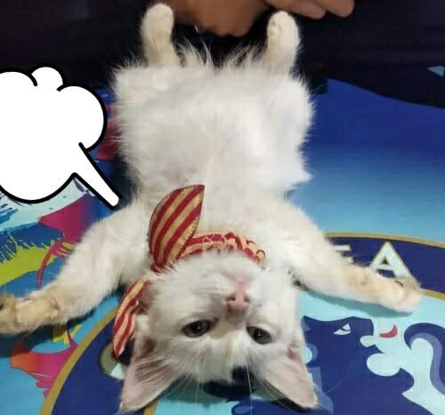 Serunya Merawat Si Mimus