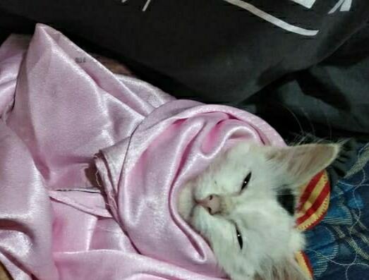 Serunya Merawat Si Mimus