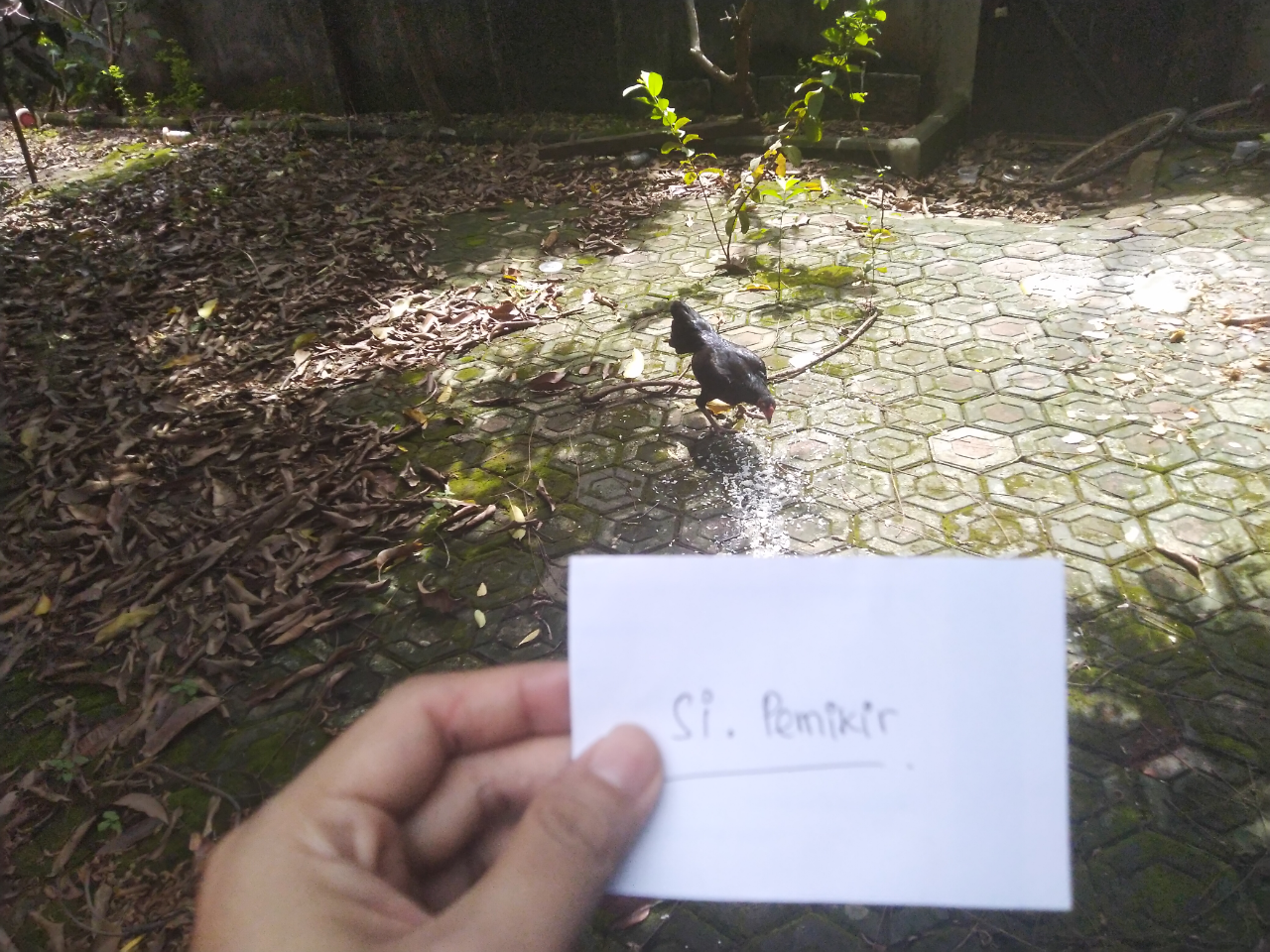 Ayam Thailand Yang Melindungi Rumah Gw Dari Masuknya Para Ular