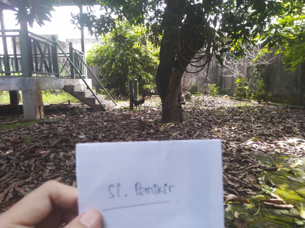 Ayam Thailand Yang Melindungi Rumah Gw Dari Masuknya Para Ular