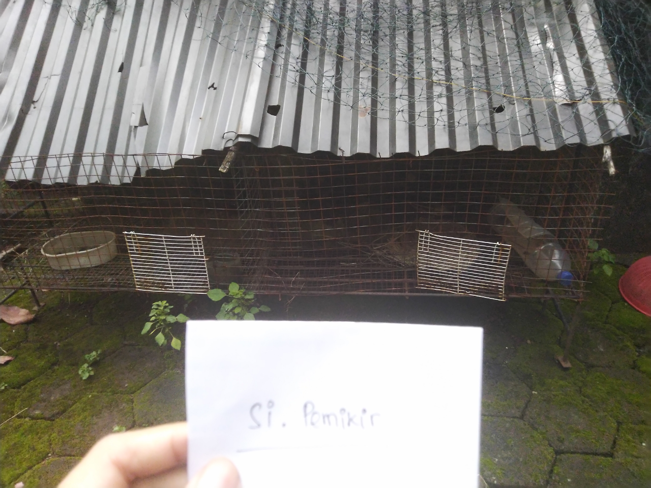 Ayam Thailand Yang Melindungi Rumah Gw Dari Masuknya Para Ular