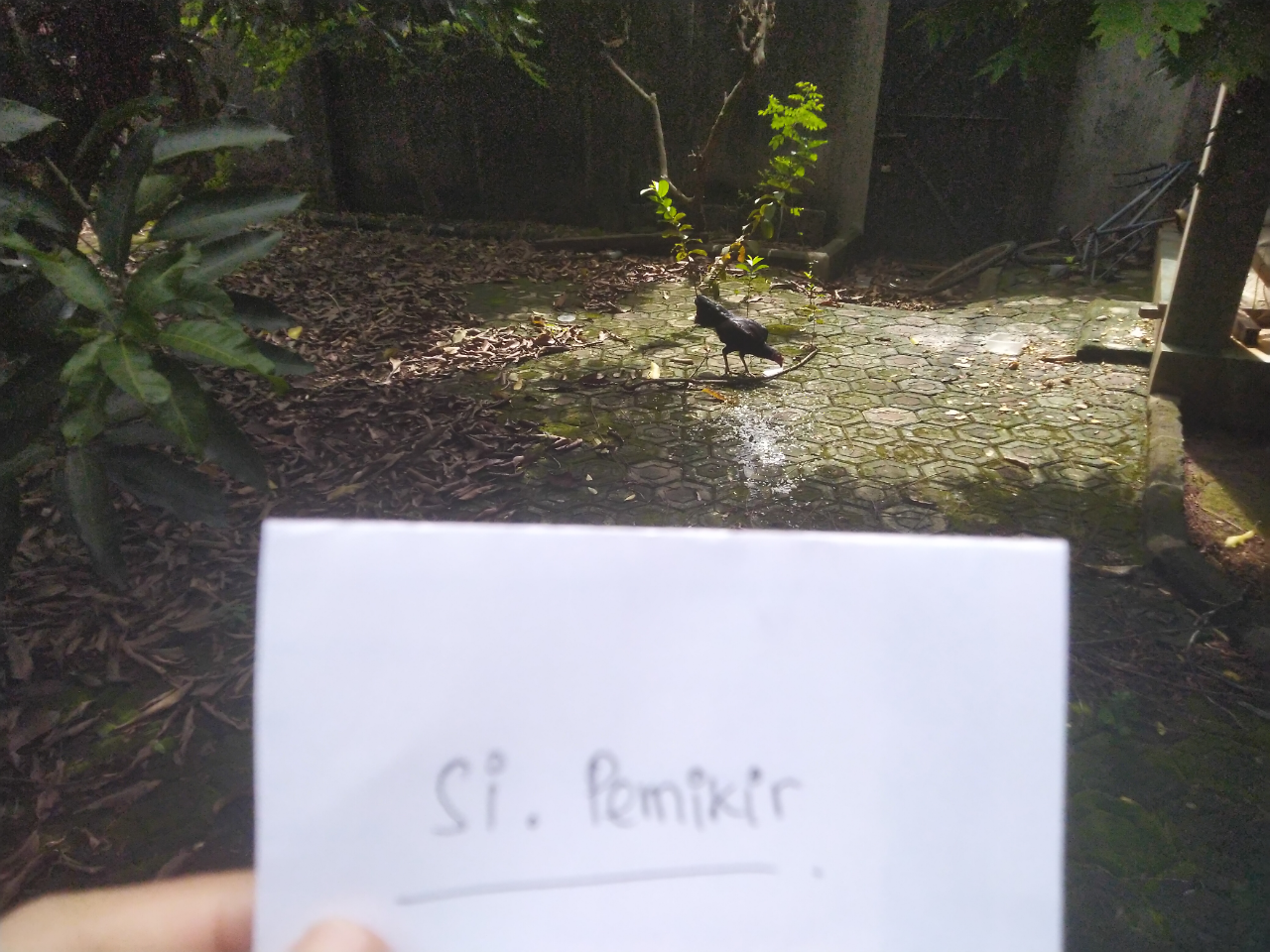 Ayam Thailand Yang Melindungi Rumah Gw Dari Masuknya Para Ular