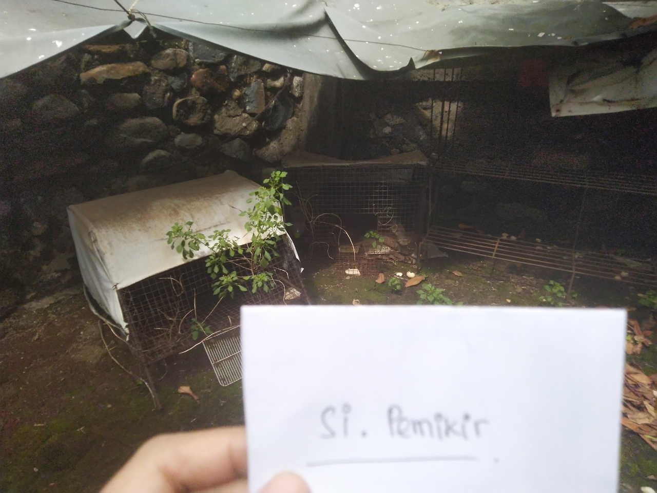 Ayam Thailand Yang Melindungi Rumah Gw Dari Masuknya Para Ular
