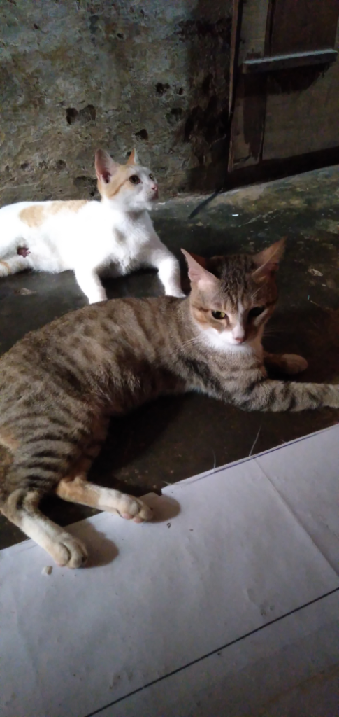 Mpush Ane Si Kucing Bolang