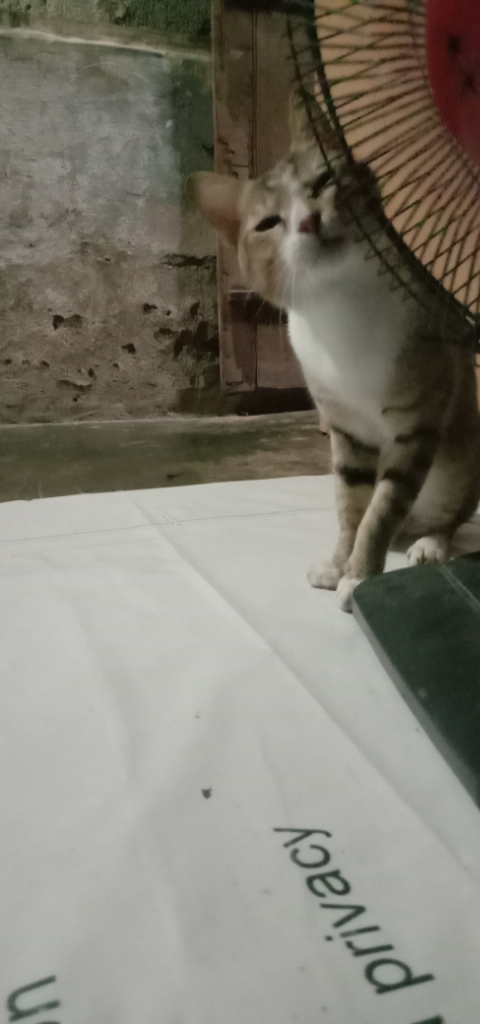 Mpush Ane Si Kucing Bolang