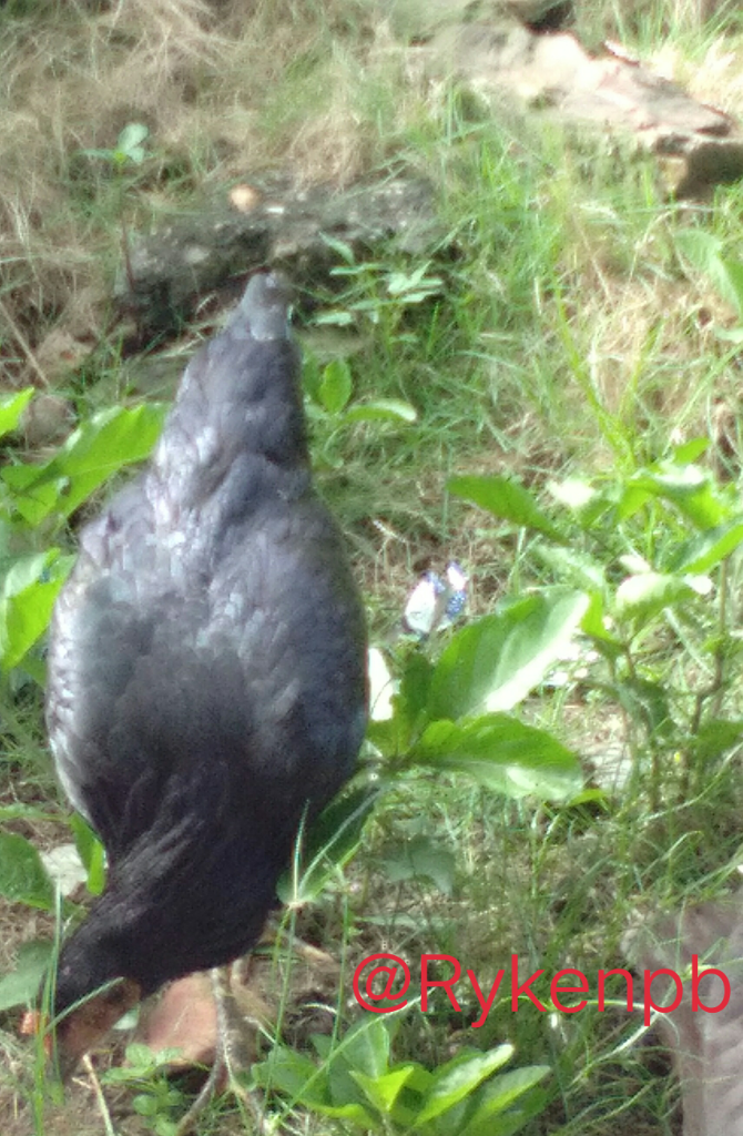 Ayam Hewan Peliharaan yang Multi Fungsi