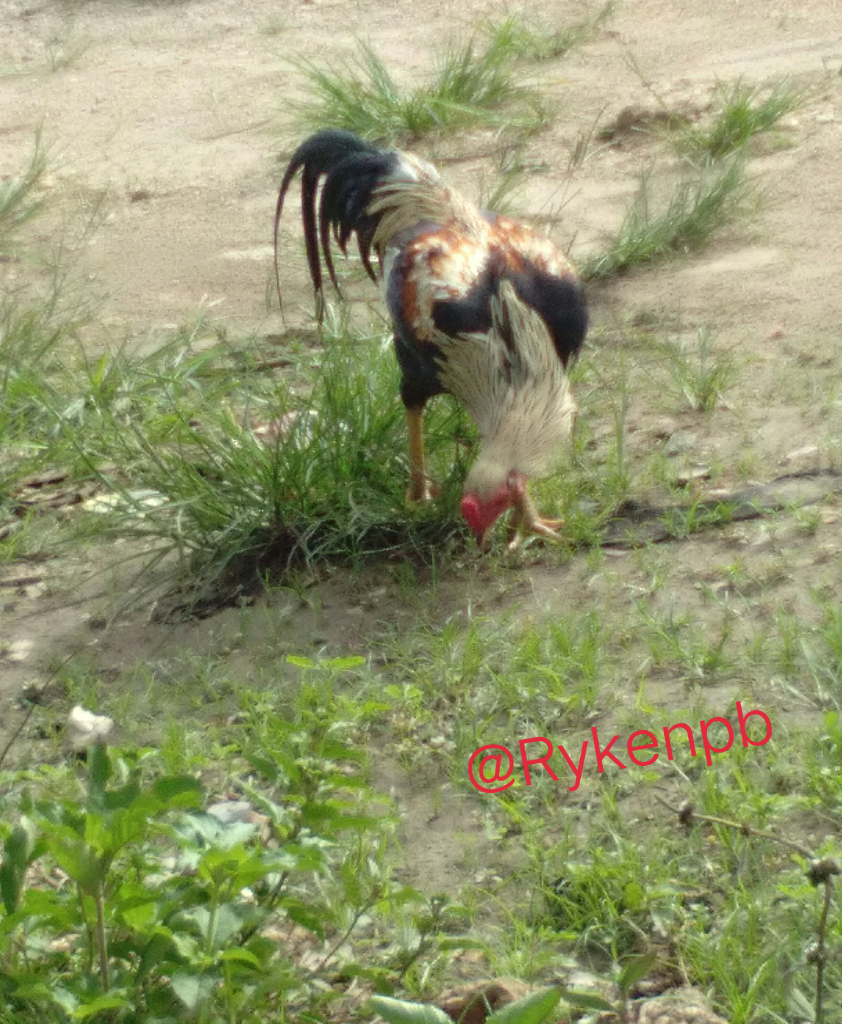 Ayam Hewan Peliharaan yang Multi Fungsi