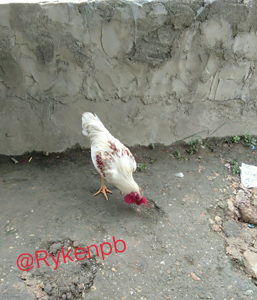 Ayam Hewan Peliharaan yang Multi Fungsi