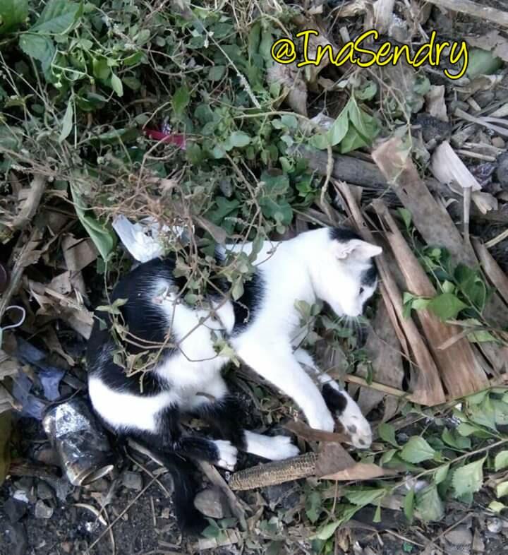 Kucing Kesayangan Penghilang Stress dan Pelipur Kesedihanku