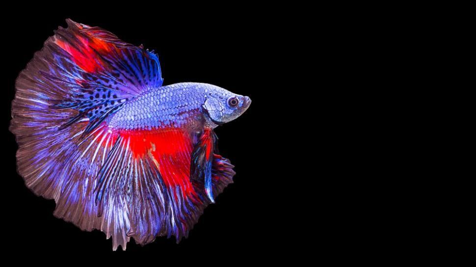 Mumpung Di Rumah, Lanjutin Hobi Pelihara Ikan Yang Suka Tertunda