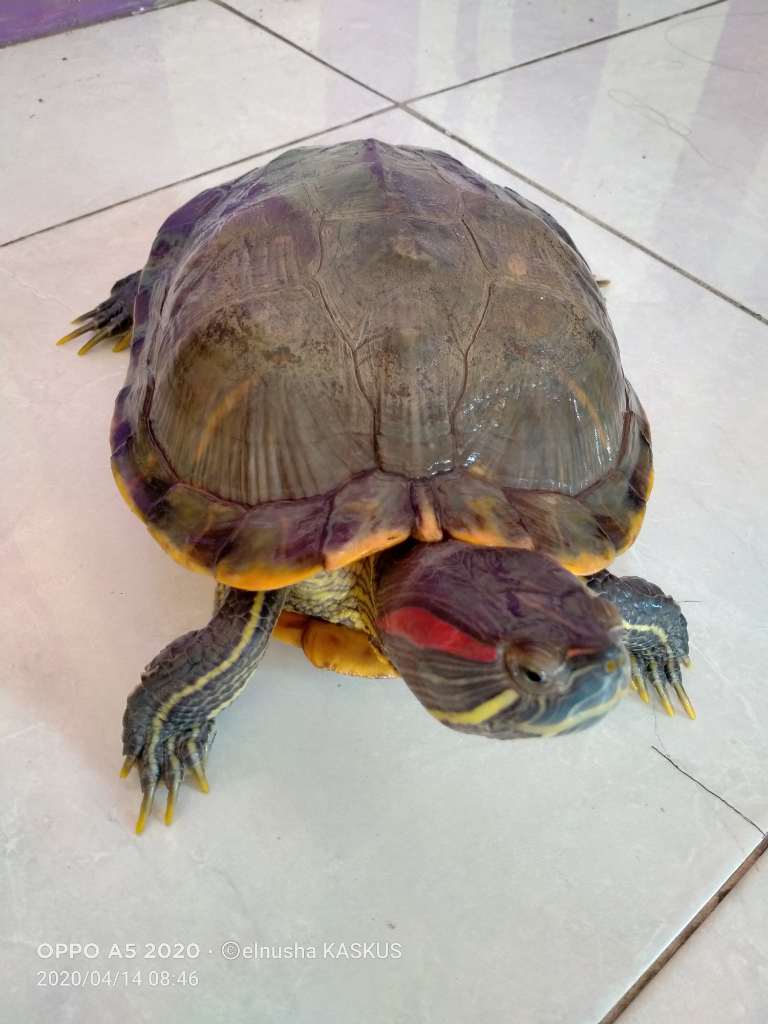 Namanya Kara Tapi Bukan Santan