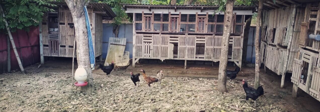 Ayam Kampung dan Kandang Warisan