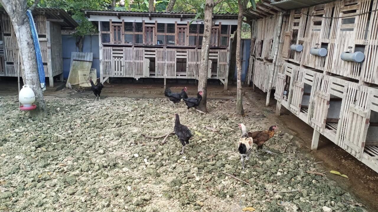 Ayam Kampung dan Kandang Warisan