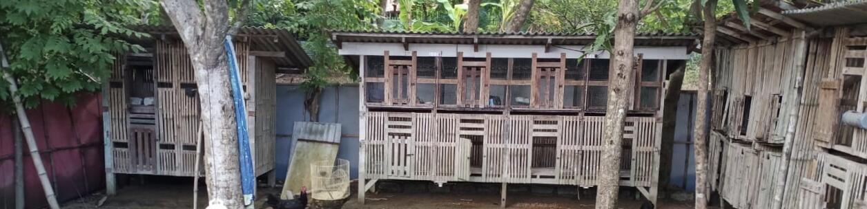 Ayam Kampung dan Kandang Warisan