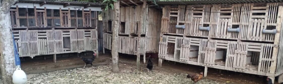 Ayam Kampung dan Kandang Warisan