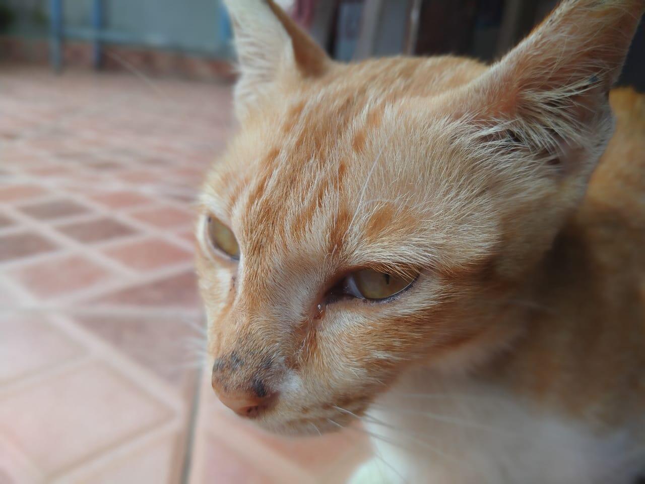 Cerita si Ninung,kucing peliharaan ane