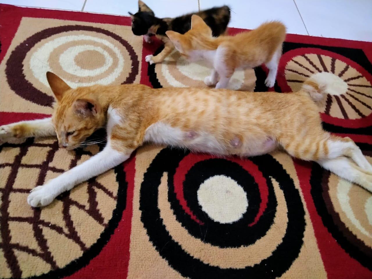 Cerita si Ninung,kucing peliharaan ane