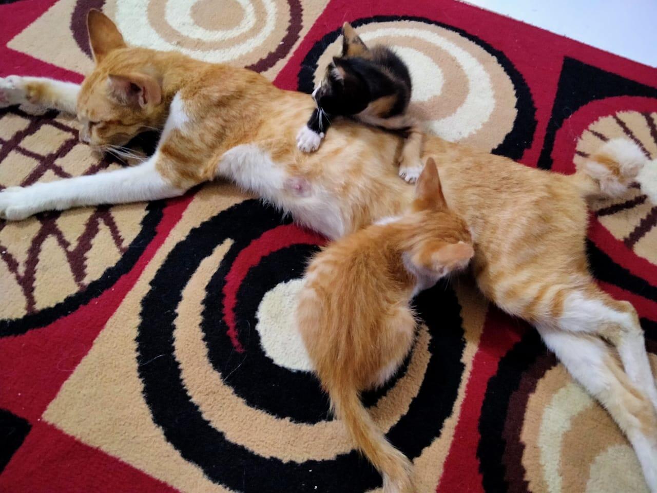Cerita si Ninung,kucing peliharaan ane