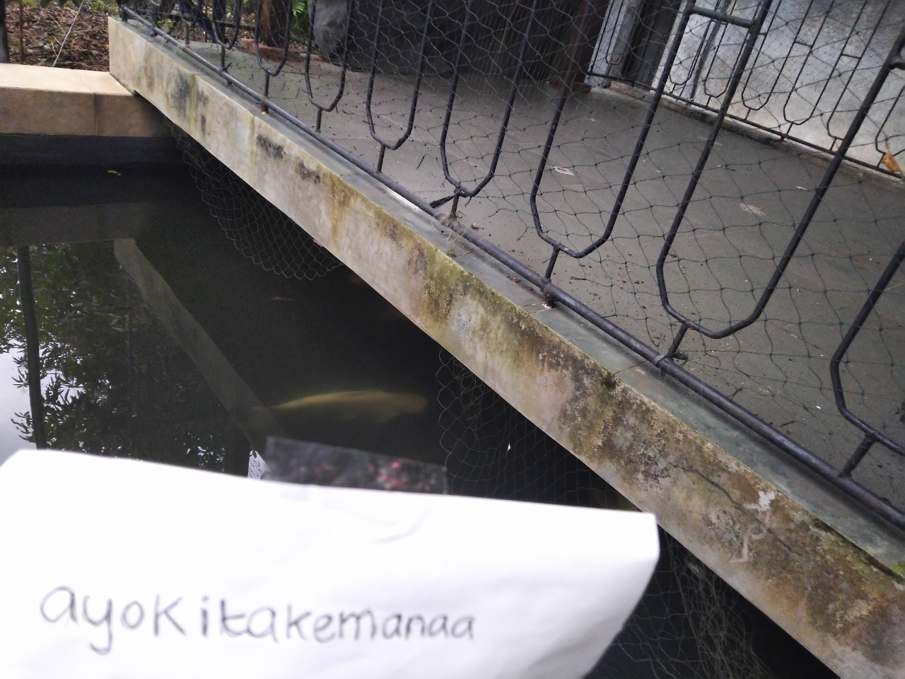 Kolam Ikan Dengan Berbagai Macam Ikan Ras Bule Yang Nikmat Dipandang