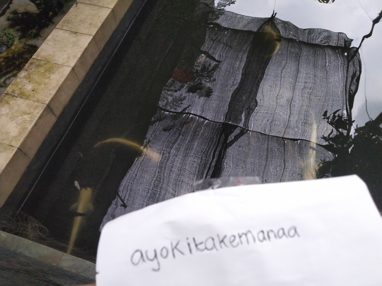 Kolam Ikan Dengan Berbagai Macam Ikan Ras Bule Yang Nikmat Dipandang
