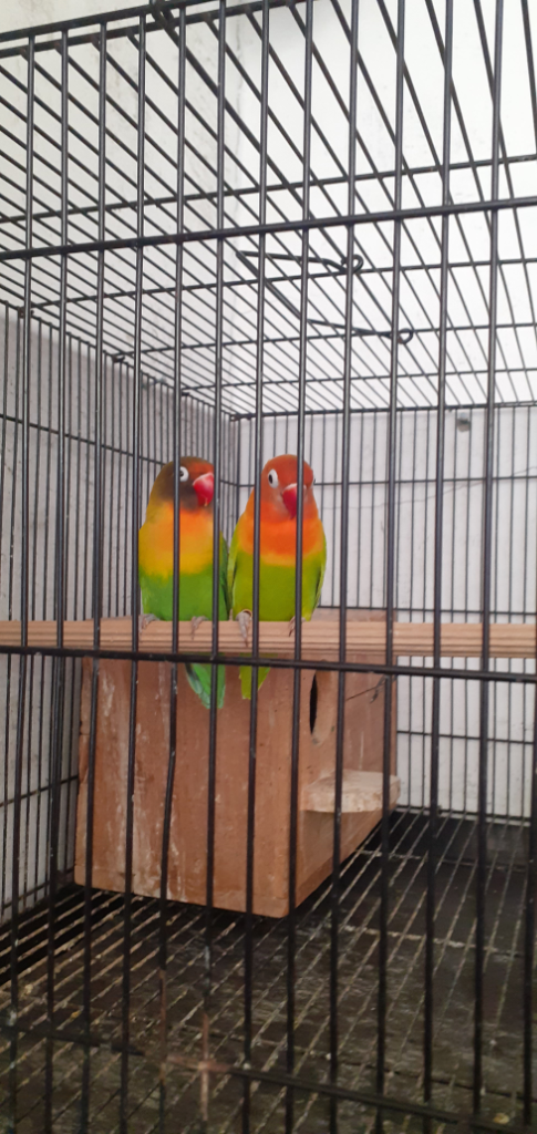 Main #Dirumahaja dengan Sepasang &quot;Lovebird&quot; Peliharaanku