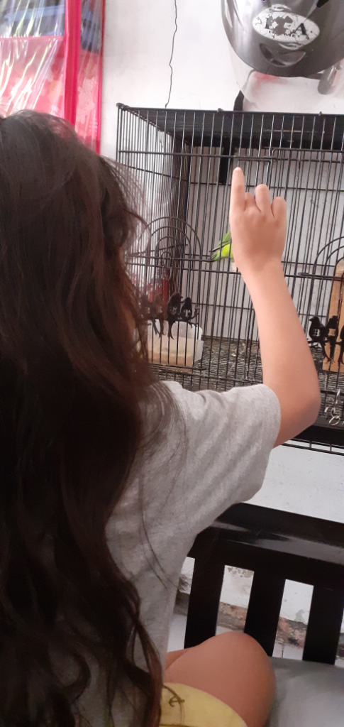 Main #Dirumahaja dengan Sepasang &quot;Lovebird&quot; Peliharaanku