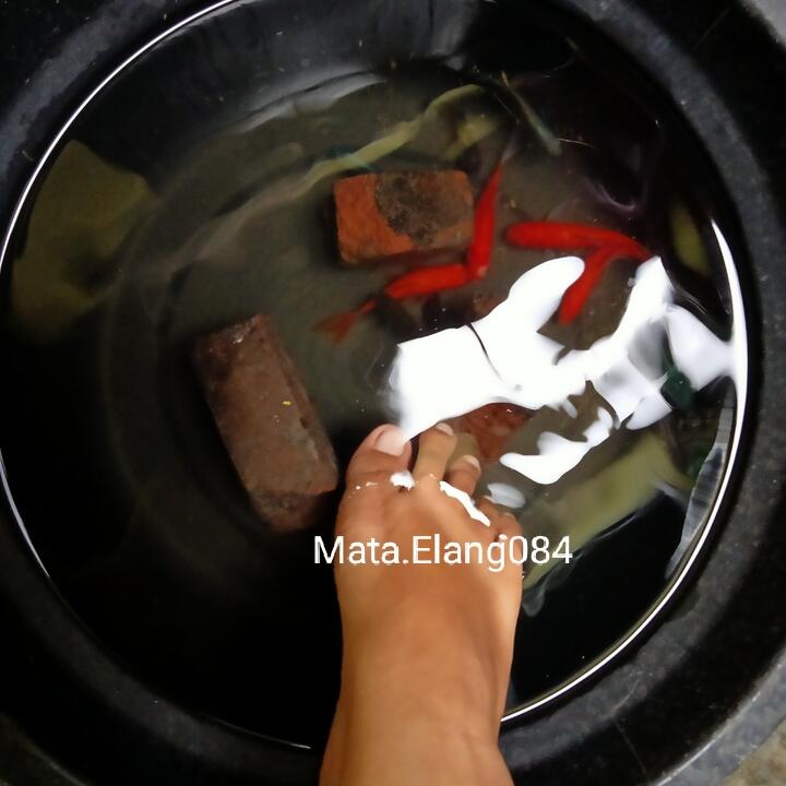Selamat Tinggal Siro dan Pinkan, Kesayanganku yang Mati karena Kebodohanku