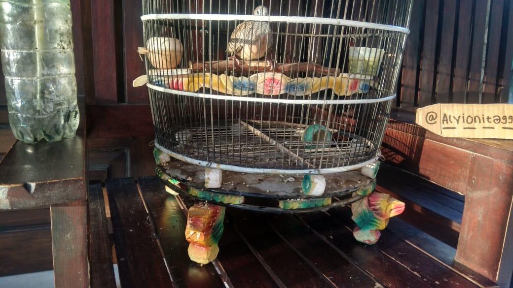 Burung Perkutut Yang Membantu Melepas Penat Setelah Bekerja