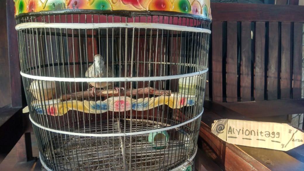 Burung Perkutut Yang Membantu Melepas Penat Setelah Bekerja