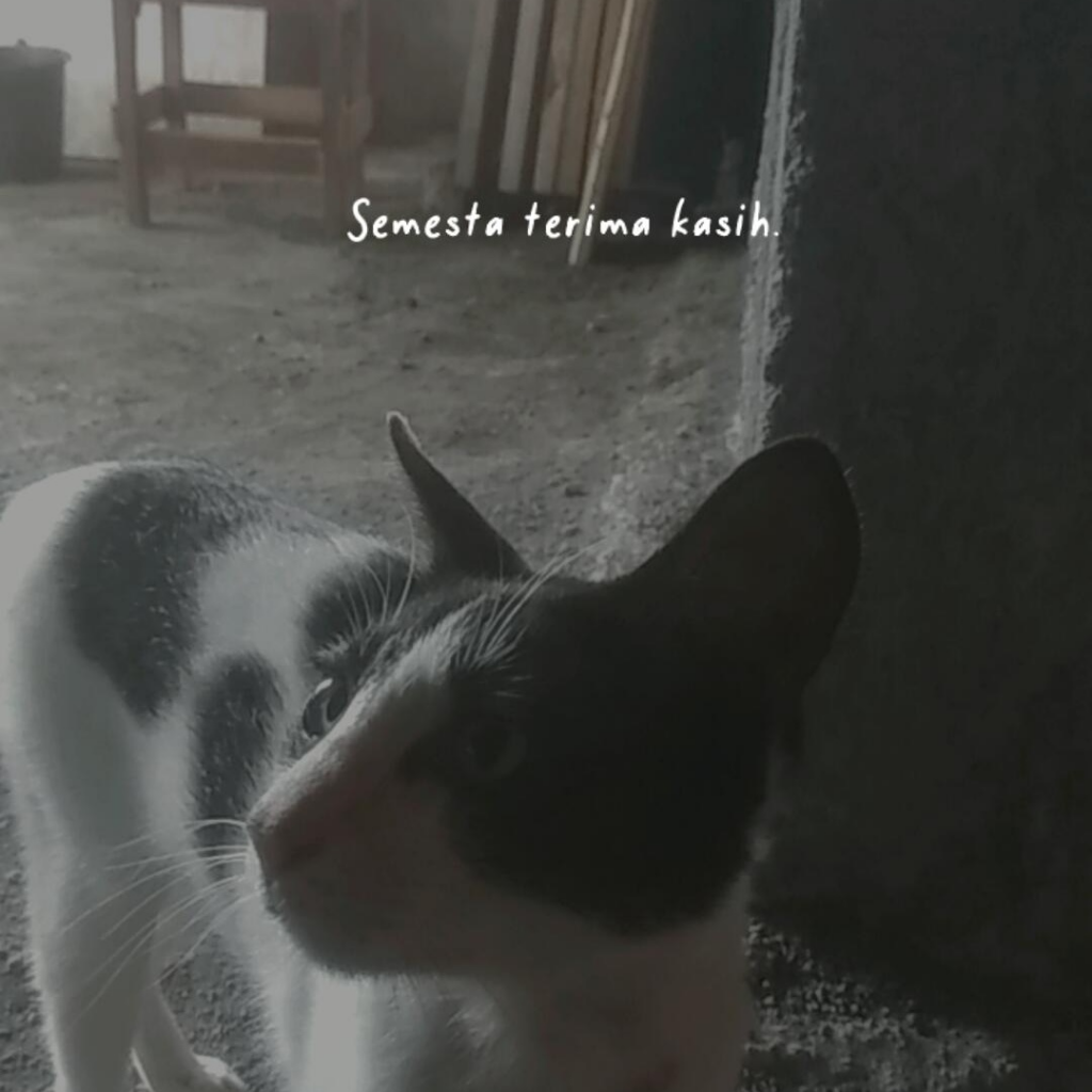 Seronoknya Bermain Dengan Pengpeng🐈