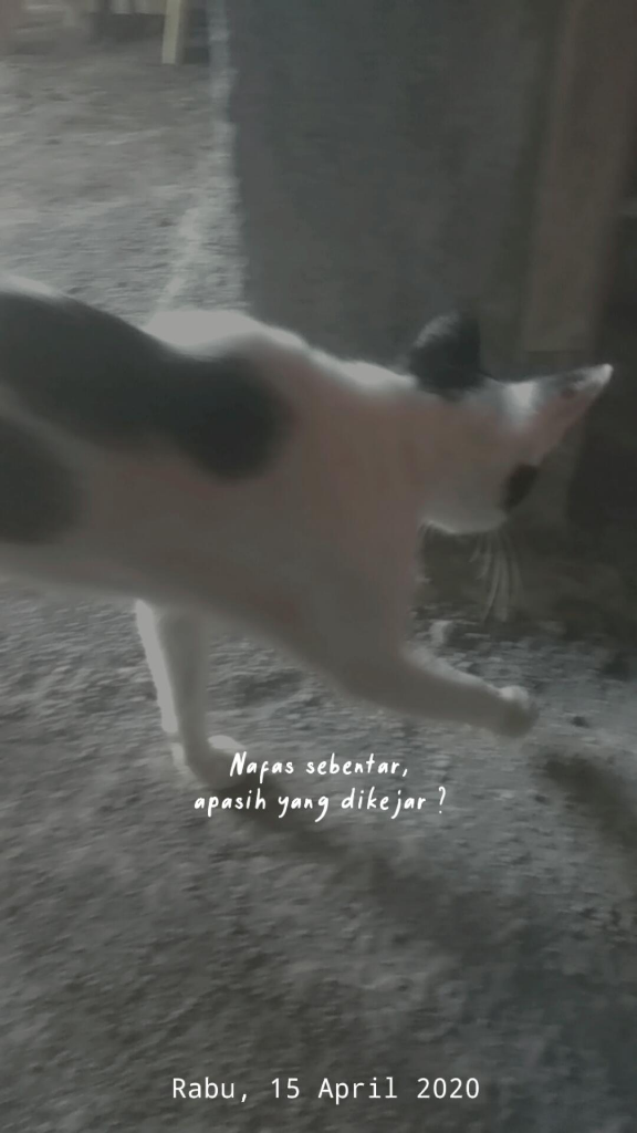 Seronoknya Bermain Dengan Pengpeng🐈