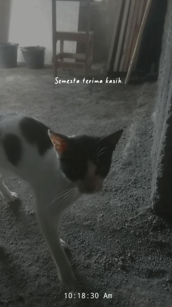 Seronoknya Bermain Dengan Pengpeng🐈