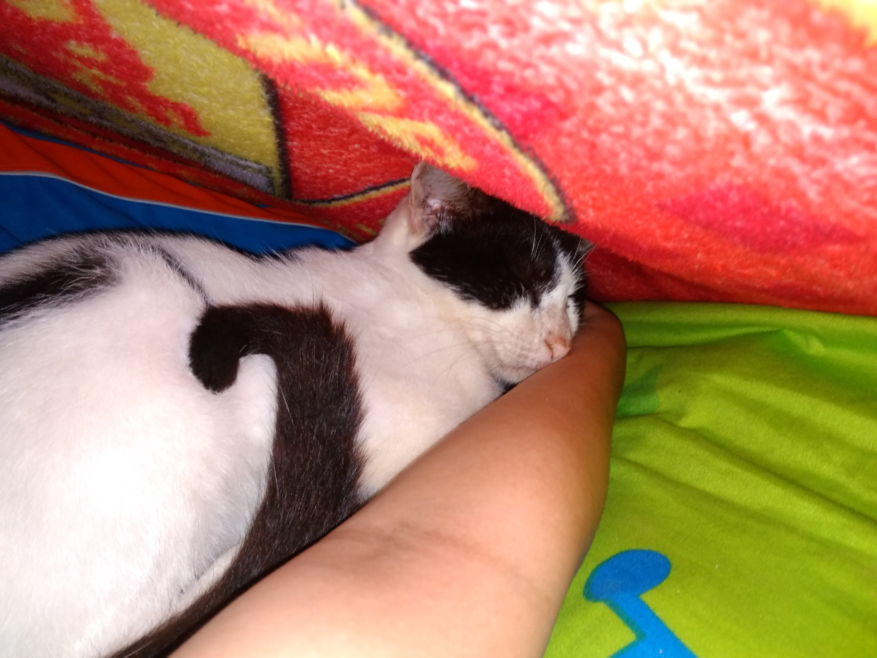 Seronoknya Bermain Dengan Pengpeng🐈