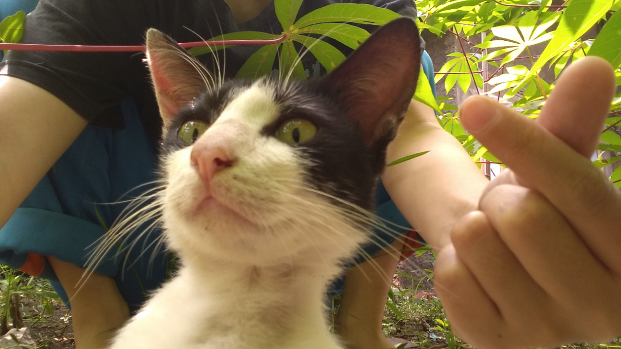 Seronoknya Bermain Dengan Pengpeng🐈