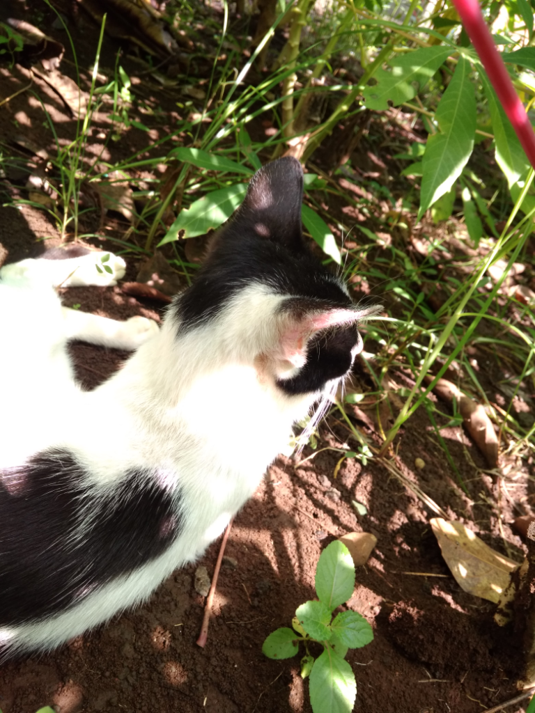 Seronoknya Bermain Dengan Pengpeng🐈
