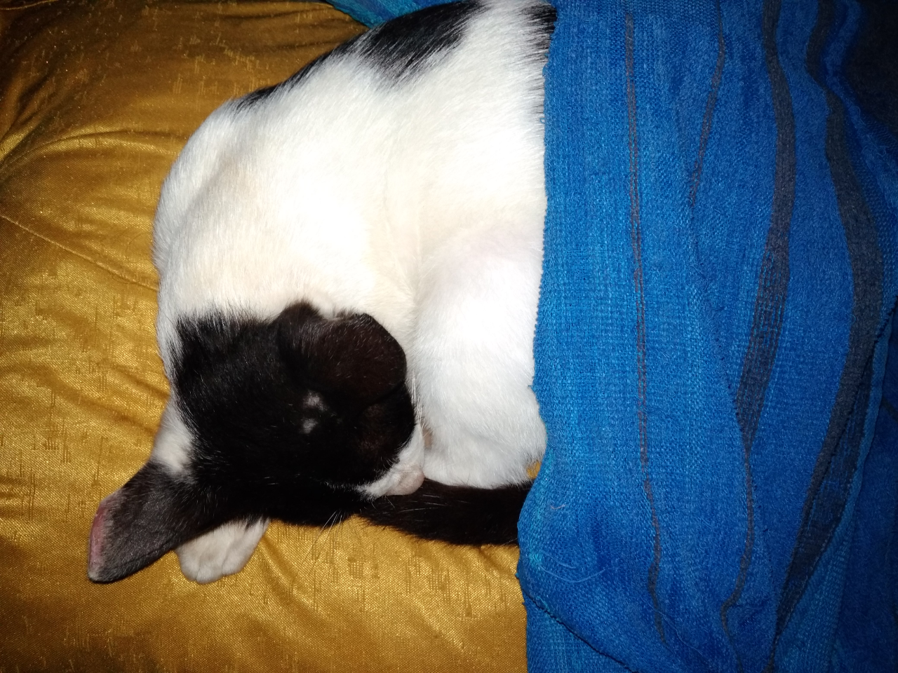 Seronoknya Bermain Dengan Pengpeng🐈