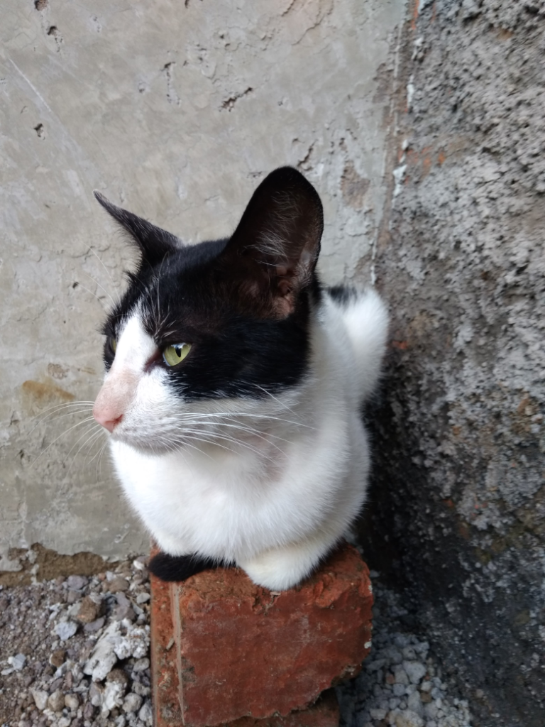 Seronoknya Bermain Dengan Pengpeng🐈