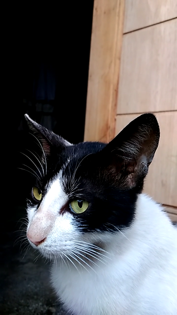 Seronoknya Bermain Dengan Pengpeng🐈