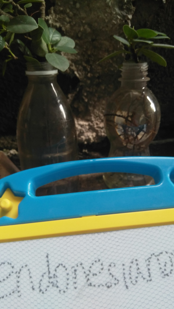 Ikan Menjadi Peliharaan Ane