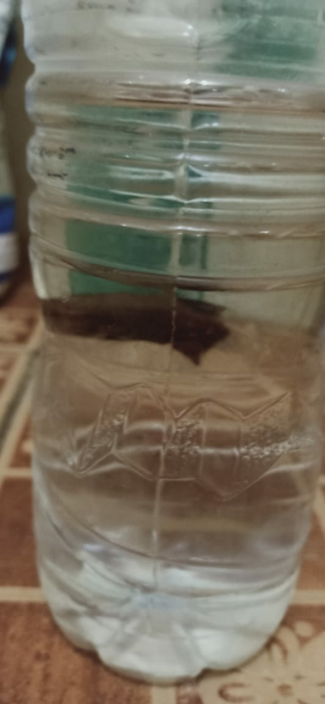 Ikan Menjadi Peliharaan Ane